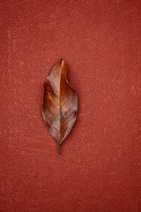 brown tree leaf in autumn in the nature,  autumn colors