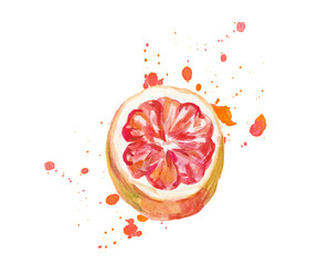 Watercolor hand drawn pink grapefruits with blot. Isolated eco natural food fruits illustration on white background.Slice of grapefruit drawing by watercolor.