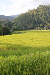landscape with green field and blue sky