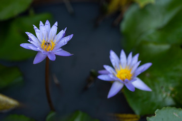 Close-up of blooming violet waterlily or lotus flower with bee inside of lotus.