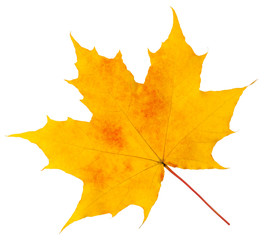 autumn maple leaf isolated on white background, clipping path, full depth of field