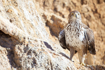 Short-toed eagle or Circaetus gallicus perched on rock slope