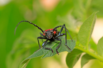 Fototapeta premium longicorn