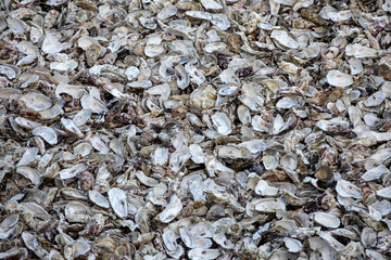 Thousands of empty shells of eaten oysters discarded on sea floor in Cancale, famous for oyster farms.  Brittany, France