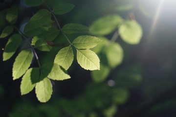 green tree leaves and sunlight in the nature, green background