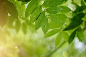 Fototapeta na wymiar green tree leaves and sunlight in the nature, green background