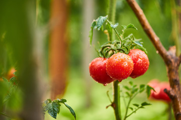 Bunch of ripe natural cherry red tomatoes in water drops growing in a greenhouse  ready to pick