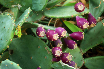 Prickly pear cactus with fruit in purple color, cactus spines. Close-up.