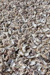 Thousands of empty shells of eaten oysters discarded on sea floor in Cancale, famous for oyster farms.  Brittany, France