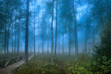 Forest look like a fairytale world