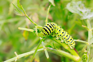 Papilio machaon on green plant