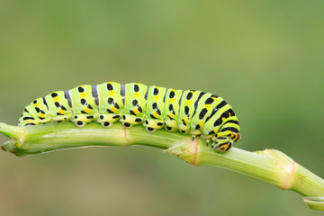 Papilio machaon on green plant