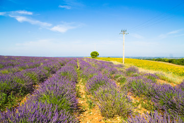 Lavender field in the south of France, a village