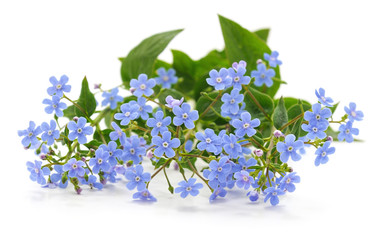 Spring blue forgetmenots flowers.