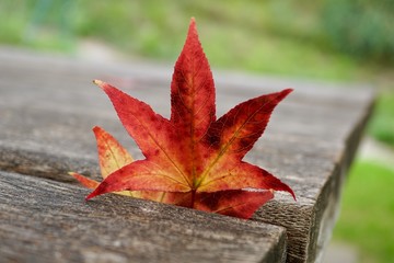 red tree leaves in autumn in the nature, autumn colors