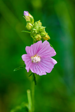 A beautiful dwarf checkerbloom in the Finnish countryside during Summer.