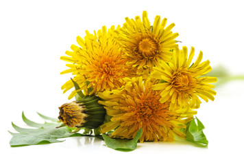 Dandelion with leaves.