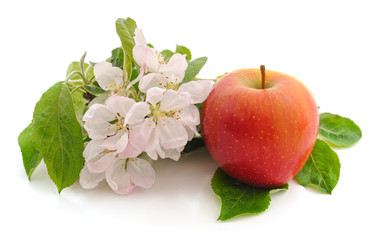 Flower of apple and apple.