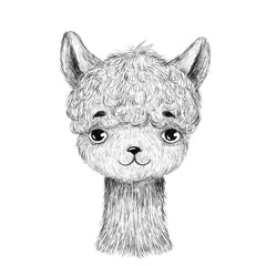 Baby llama. Hand drawn animal. Isolated - 300325804