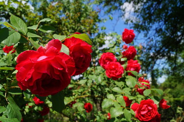 czerwone róże © Cris Tallview