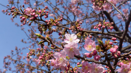 Beautiful sakura flower (cherry blossom) in spring with bokeh background. Sakura tree in the sunlight on the evening of February at Kawazu river Japan.