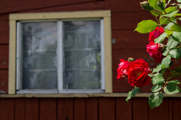 czerwone róże na tle okna altanki © Cris Tallview