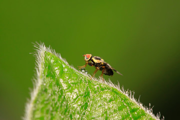 trypetid on plant