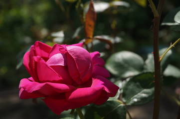 róże w ogrodzie © Cris Tallview