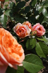 róże w ogrodzie © Cris Tallview