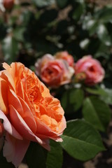 róże w ogrodzie © Cris Tallview