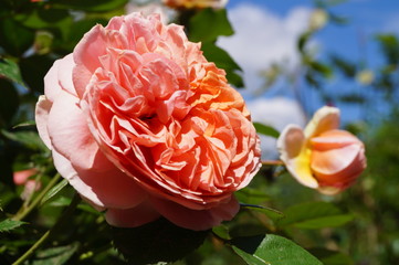 róże w ogrodzie © Cris Tallview