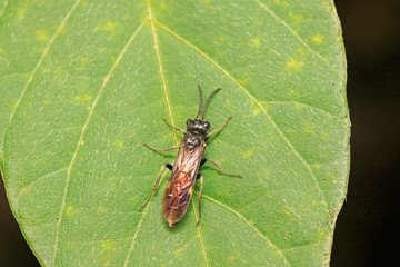 sawfly on plant