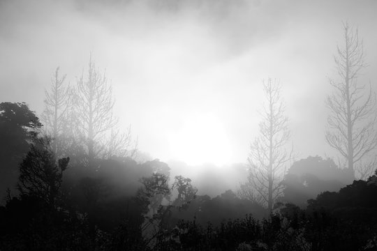 Silhouetted  Trees And  Fog In The Morning,concept Of Scary Crime Scene Of Horror Or Thriller Movies,Halloween Theme