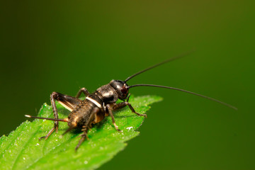 Gryllus larvae on plant