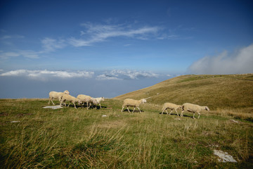 Fototapeta premium Herd of sheep grazing on the plateau of Monte Baldo above Lake Garda (Lago di Garda or Lago Benaco), Malcesine, Lombardy, Italy.