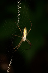 Argiope bruennichi larvae