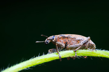 weevil on plant