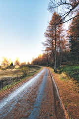 Fototapeta premium Small mountain road with autumn colors and pine needles on the ground