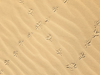 Bird footprints in the yellow clean sea sand on the beach. Natural bird trail. Sunlight. Summer