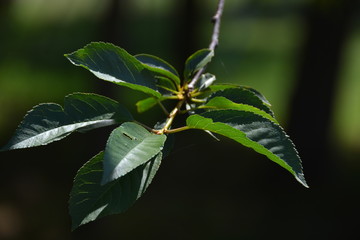 Green leaves in green background