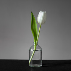 Tulpe