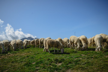 Herd of sheep grazing on the plateau of Monte Baldo above Lake Garda (Lago di Garda or Lago Benaco), Malcesine, Lombardy, Italy.
