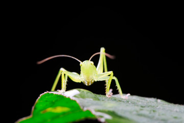 longhorned grasshoppers nymphs