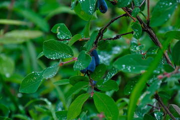 Naklejka premium honeysuckle bush with berry after rain with drops of water on the leaves