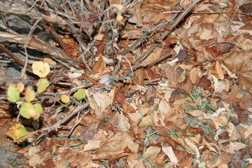 Autumn bush without leaves, dry foliage lying on the ground