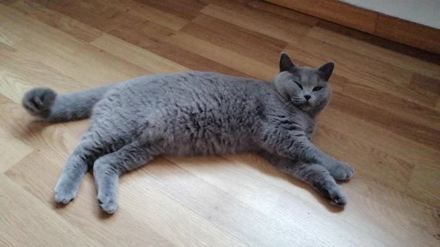 Domestic cute British cat lying on the home floor.