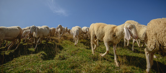 Herd of sheep grazing on the plateau of Monte Baldo above Lake Garda (Lago di Garda or Lago...