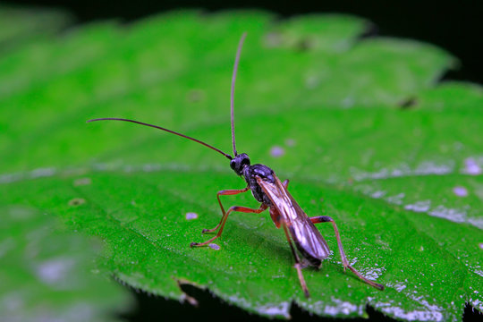 ichneumon on plant