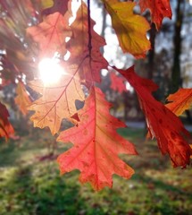 maple leaves in autumn