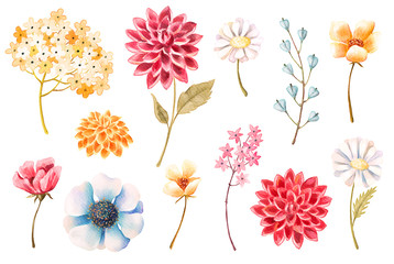 Watercolor flowers, leaves, plants, herbs set